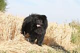 CHOW CHOW 010